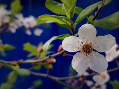 -皇家御河游(紫御湾码头)