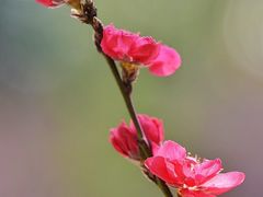 -南汇桃花村