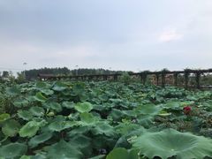 -同銮特种养殖场·龙虾垂钓