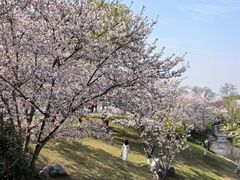 -羊山湖公园