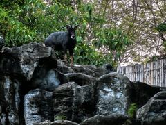 -清迈夜间动物园