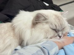 -四月宠物医院·猫专科·心脏专科·内科(转塘店)