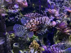 -太平洋海底世界