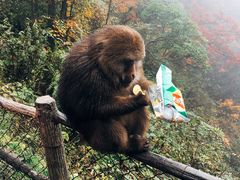 -峨眉山风景名胜区