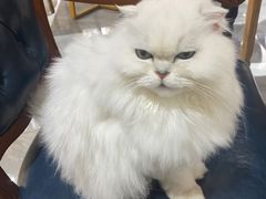 -猫小院猫主题餐厅(南锣旗舰店)