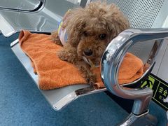 -北京赛佳动物医院