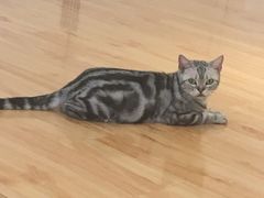 -momokira米努特·德文卷毛猫·棉花面纱犬