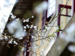 -武汉大学-樱园