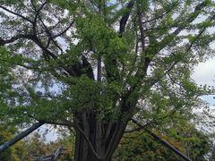 -上海佘山国家森林公园天马山园