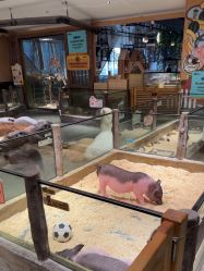 -造物庄园 萌宠纪(苏州湾歌林公园店)