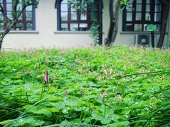 -宋庆龄幼儿园(虹梅路)