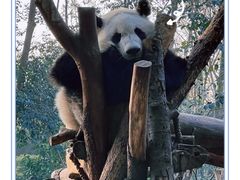 -成都大熊猫繁育研究基地