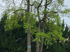 -苏州文庙(姑苏区)