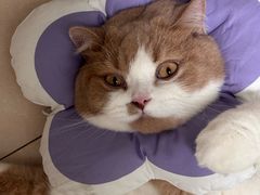 -宠物星动物医院·眼科·异宠·猫科(江南大道总院)