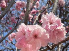 -天适樱花悠乐园