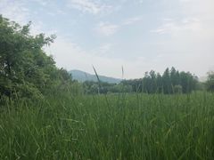 -长广溪湿地公园
