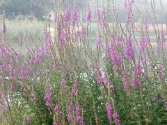 -小丑先生西饼屋(振兴路店)