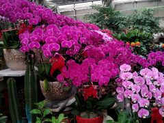-秦美花卉(天朗·莱茵小城2期店)