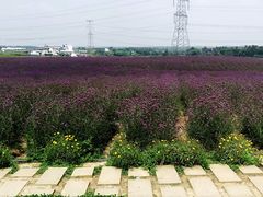 android_upload_pic-紫颐香薰山谷景区