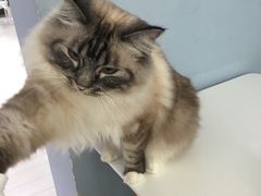 -喵的天空名猫咖啡馆·撸猫·猫舍·用品