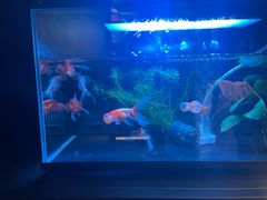 -魔赛卡丁车赛车汇(上海店)