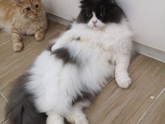 -李小姐の猫咖啡馆(五角场店)