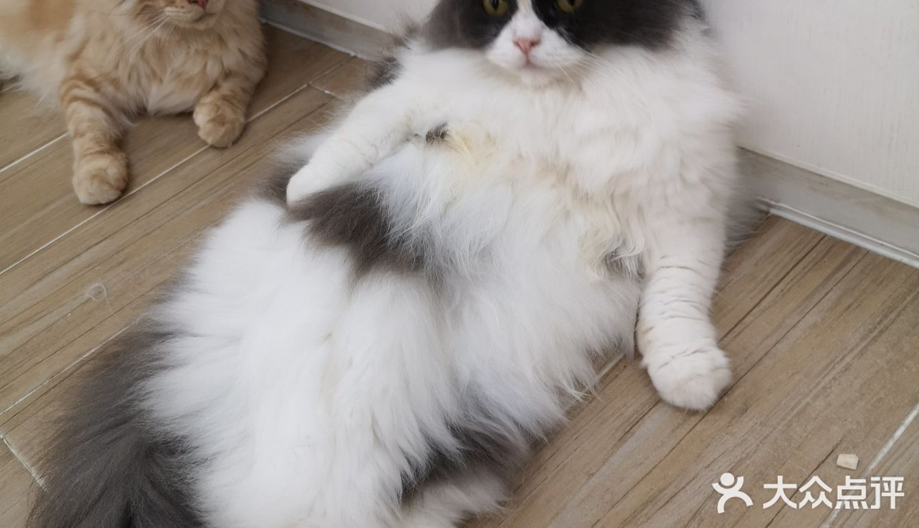这家可以，猫咪的品种还挺多的