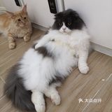 这家可以，猫咪的品种还挺多的