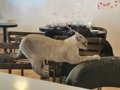 -Cappucimeow猫咪咖啡馆(韦伯时代店)