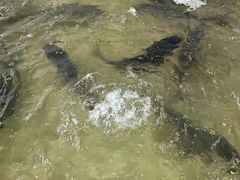 -陈大锅·岳阳鱼馆·地道岳阳菜(美食街店)