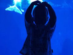 -海合安武汉极地海洋公园