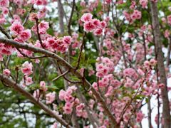 -天适樱花悠乐园