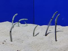 -上海海洋水族馆