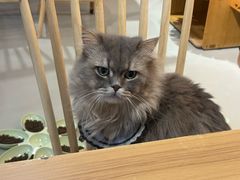 -豆逗聊愈猫阁Easy Life