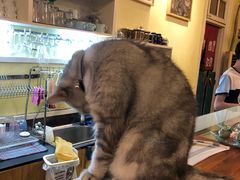-猫色咖啡·猫咖