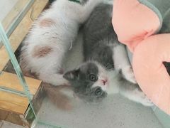 -糯米喵星人总部直营旗舰店·猫舍·幼猫出售
