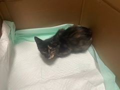 -瑞派福兴宠物医院犬猫全科·骨科·中西医结合(河东店)