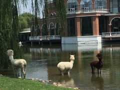 -银树楼(紫玉山庄东区店)