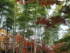 -常寂光寺
