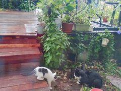 -海边的猫和咖啡馆