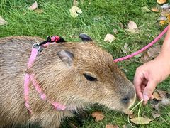 -J Create城市露营咖啡·简餐·宠物(上海动物园店)