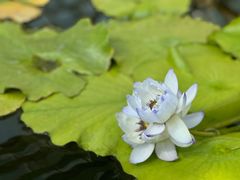 -国家植物园