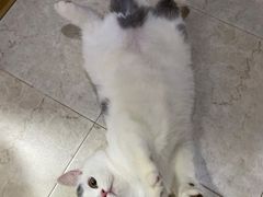 -1013 PET SHOP 宠物商店(近铁城市广场店)