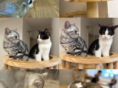 -有喵·猫咖·狗咖·30几只猫10只小狗(岗厦店)