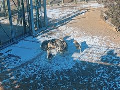 -鄂尔多斯野生动物园