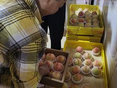 -老袁家蜜桃农场·阳山水蜜桃