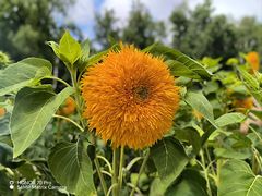 -黑龙江省森林植物园