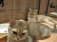 -袖虎·猫馆(体育西路店)