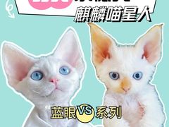 -十年猫舍·猫咪专门店(普陀店)