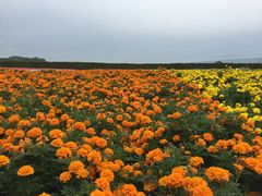 -富田农场